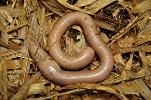 Giant Earthworm -Lumbricidae- at the foot of the Gahinga Volcano, Parc National des Volcans, Volcanoes National Park Giant Earthworm -Lumbricidae- at the foot of the Gahinga Volcano, Parc National des Volcans, Volcanoes National Park