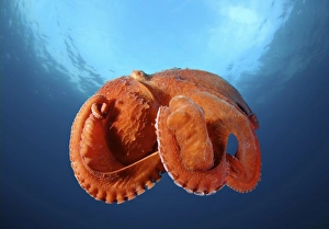 Giant Pacific octopus or North Pacific giant octopus -Enteroctopus dofleini-, Japan Sea, Primorsky Krai Giant Pacific octopus or North Pacific giant octopus -Enteroctopus dofleini-, Japan Sea, Primorsky Krai