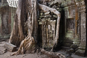 Giant Tetrameles nudiflora tree roots in the courtyard, Ta Prohm Temple Giant Tetrameles nudiflora tree roots in the courtyard, Ta Prohm Temple