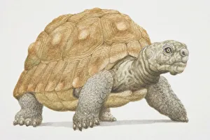 Giant tortoise (Geochelone gigantea) with hard brown shell Giant tortoise (Geochelone gigantea) with hard brown shell