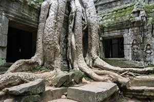 Giant tree grappling with Ta Prohm temple Giant tree grappling with Ta Prohm temple