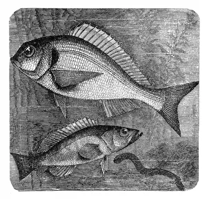 The gilt-head (sea) bream (Sparus aurata) and Comber (Serranus cabrilla) The gilt-head (sea) bream (Sparus aurata) and Comber (Serranus cabrilla)