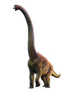 Giraffatitan, illustration Giraffatitan, illustration