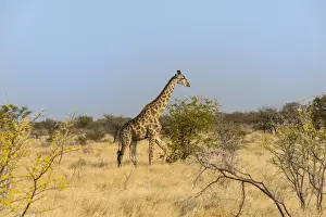 Hoofed Mammal Images Prints: Giraffe -Giraffa camelopardalis-, Etosha National Park, Namibia
