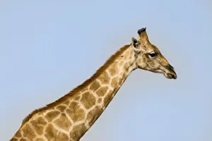 Blue Sky Nature Photos Prints: Giraffe -Giraffa camelopardalis-, Etosha National Park, Namibia