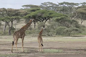 Giraffe (Giraffa Camelopardalis) mother and young with acacia trees in background Giraffe (Giraffa Camelopardalis) mother and young with acacia trees in background