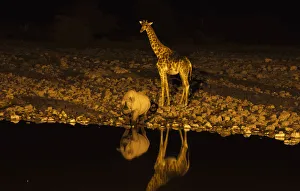 Giraffe -Giraffa camelopardalis- and Black or Hook-lipped Rhinoceros -Diceros bicornis Giraffe -Giraffa camelopardalis- and Black or Hook-lipped Rhinoceros -Diceros bicornis