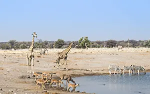Giraffe -Giraffa camelopardalis- and Black-faced impalas-Aepyceros melampus petersi- at the Chudob waterhole Giraffe -Giraffa camelopardalis- and Black-faced impalas-Aepyceros melampus petersi- at the Chudob waterhole