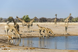 Giraffe -Giraffa camelopardalis- and Blackfaced Impala -Aepyceros melampus petersi- drinking at Chudob waterhole Giraffe -Giraffa camelopardalis- and Blackfaced Impala -Aepyceros melampus petersi- drinking at Chudob waterhole