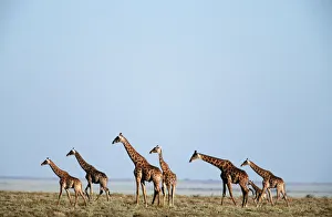 Giraffe (Giraffa camelopardalis) Herd on an Open Plain Giraffe (Giraffa camelopardalis) Herd on an Open Plain