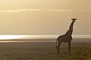 Giraffe -Giraffa camelopardalis- in the morning light, Lake Manyara National Park Giraffe -Giraffa camelopardalis- in the morning light, Lake Manyara National Park