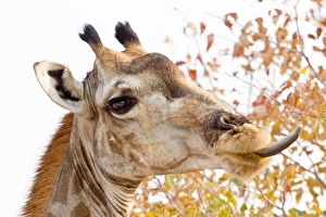 Giraffe -Giraffa camelopardalis- portrait, with tongue sticking out, Etosha National Park Giraffe -Giraffa camelopardalis- portrait, with tongue sticking out, Etosha National Park