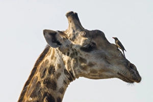 Giraffe -Giraffa camelopardalis- with a Red-billed Oxpecker -Buphagus erythrorhynchus- Giraffe -Giraffa camelopardalis- with a Red-billed Oxpecker -Buphagus erythrorhynchus-