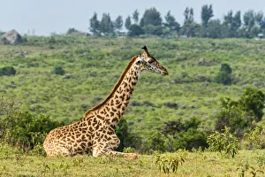 Giraffe -Giraffa camelopardalis- sitting down on grassland, Arusha Region, Tanzania Giraffe -Giraffa camelopardalis- sitting down on grassland, Arusha Region, Tanzania
