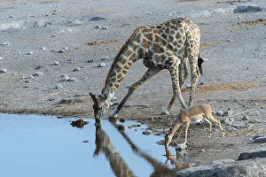 Giraffe -Giraffa camelopardis- and a Blacked-faced Impala -Aepyceros melampus petersi- drinking next to each other at Giraffe -Giraffa camelopardis- and a Blacked-faced Impala -Aepyceros melampus petersi- drinking next to each other at