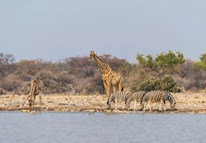 Giraffe -Giraffa camelopardis- and Burchells Zebraa -Equus quagga burchellii Giraffe -Giraffa camelopardis- and Burchells Zebraa -Equus quagga burchellii