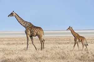Giraffe -Giraffa camelopardis- with a calf, Etosha salt pan, Etosha National Park, Namibia Giraffe -Giraffa camelopardis- with a calf, Etosha salt pan, Etosha National Park, Namibia