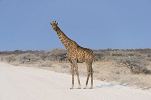 Giraffe -Giraffa camelopardis- crossing a road, Etosha National Park, Namibia Giraffe -Giraffa camelopardis- crossing a road, Etosha National Park, Namibia