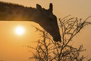 Giraffe -Giraffa camelopardis- feeding on camel thorn tree, Etosha National Park, Namibia Giraffe -Giraffa camelopardis- feeding on camel thorn tree, Etosha National Park, Namibia