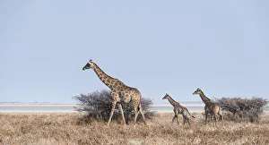 Giraffe -Giraffa camelopardis- with two young in front of bushes, Etosha Pan Giraffe -Giraffa camelopardis- with two young in front of bushes, Etosha Pan