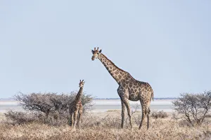 Giraffe -Giraffa camelopardis- with young standing next to bushes, Etosha Pan Giraffe -Giraffa camelopardis- with young standing next to bushes, Etosha Pan