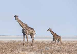 Giraffe -Giraffa camelopardis- with young standing in the dry grass land, Etosha Pan Giraffe -Giraffa camelopardis- with young standing in the dry grass land, Etosha Pan