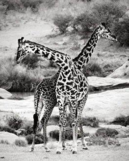Giraffes Criss-Crossed in Black and White in Masai Mara, Kenya Giraffes Criss-Crossed in Black and White in Masai Mara, Kenya