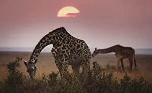Two Giraffes Against Dark Sky at Masai Mara, Kenya Two Giraffes Against Dark Sky at Masai Mara, Kenya