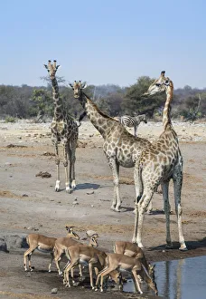 Giraffes -Giraffa camelopardalis- and Aepyceros melampus petersi- at the Chudob waterhole, Etosha National Park Giraffes -Giraffa camelopardalis- and Aepyceros melampus petersi- at the Chudob waterhole, Etosha National Park