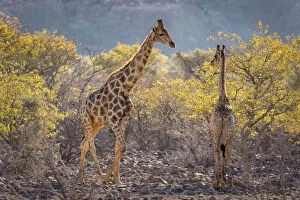 Related Images Collection: Three giraffes (Giraffa camelopardalis camelopardalis) amidst acacia trees, Twyfelfontein, Namibia