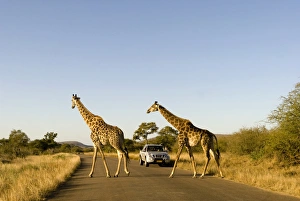Giraffes -Giraffa camelopardalis- crossing a road, a jeep at the back, Kruger National Park, South Africa Giraffes -Giraffa camelopardalis- crossing a road, a jeep at the back, Kruger National Park, South Africa