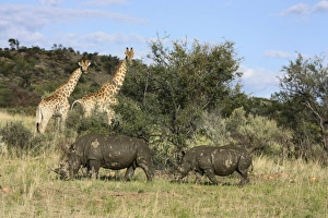 Giraffes -Giraffa camelopardalis- and White or Square-lipped Rhinoceroses -Ceratotherium Giraffes -Giraffa camelopardalis- and White or Square-lipped Rhinoceroses -Ceratotherium