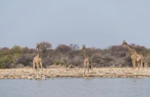 Giraffes -Giraffa camelopardis- drinking, Klein Namutoni water hole, Etosha National Park Giraffes -Giraffa camelopardis- drinking, Klein Namutoni water hole, Etosha National Park
