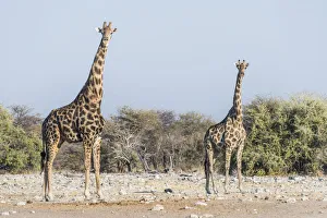 Giraffes -Giraffa camelopardis- near the waterhole of Chudop, Etosha National Park Giraffes -Giraffa camelopardis- near the waterhole of Chudop, Etosha National Park