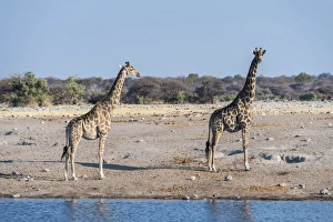 Two Giraffes -Giraffa camelopardis- at the waterhole of Chudop, Etosha National Park Two Giraffes -Giraffa camelopardis- at the waterhole of Chudop, Etosha National Park
