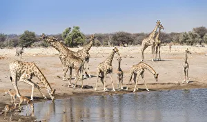 Giraffse -Giraffa camelopardalis- and Impalas -Aepyceros melampus petersi- at the Chudob waterhole Giraffse -Giraffa camelopardalis- and Impalas -Aepyceros melampus petersi- at the Chudob waterhole