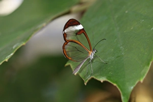 Glasswinged butterfly -Greta oto-, found in South America Glasswinged butterfly -Greta oto-, found in South America