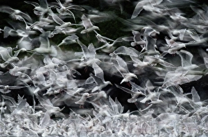 Glaucous-winged gulls, Larus glaucescens, diving for fish scraps in sea, near Cardova Glaucous-winged gulls, Larus glaucescens, diving for fish scraps in sea, near Cardova