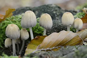 Glistenin Ink-cap or Mica Cap -Coprinellus micaceus-, Emsland, Lower Saxony, Germany Glistenin Ink-cap or Mica Cap -Coprinellus micaceus-, Emsland, Lower Saxony, Germany