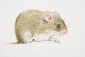 Prints of Gray Dwarf Hamster (cricetulus migratorius), side view Calomyscidae Prints: Gray Dwarf Hamster Print: Side View (Cricetulus Migratorius)