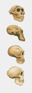 Human Body Prints: Australopithecus, Homo habilis and Homo sapiens Skull Print