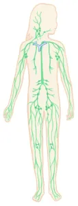Human Body Prints: Lymphatic System Print