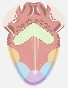 Human Body Prints: Taste Map of the Human Tongue Print
