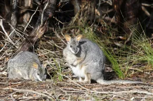 Tammar Wallaby Print, Kangaroo Island