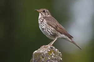 Song Thrush Print, Lake Neusiedl Austria
