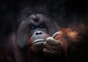 DNA Prints: Orangutan Portrait Print