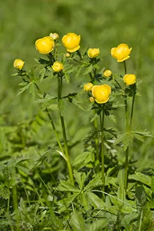 Globe Flower -Trollius europaeus-, flowering on a meadow, Thuringia, Germany Globe Flower -Trollius europaeus-, flowering on a meadow, Thuringia, Germany