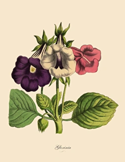 Gloxinia Plant, Victorian Botanical Illustration Gloxinia Plant, Victorian Botanical Illustration