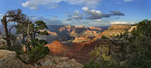 Gnarled old pine -Pinus- at the Grand Canyon, viewing point Mather Point, South Rim Gnarled old pine -Pinus- at the Grand Canyon, viewing point Mather Point, South Rim
