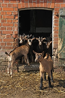 Goatlings or kids standing at the barn door on an organic farm, Othenstorf, Mecklenburg-Western Pomerania, Germany Goatlings or kids standing at the barn door on an organic farm, Othenstorf, Mecklenburg-Western Pomerania, Germany